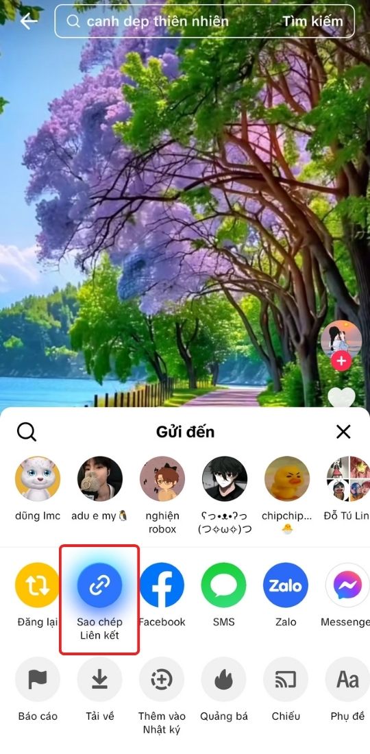 Sao chép liên kết video TikTok trên điện thoại